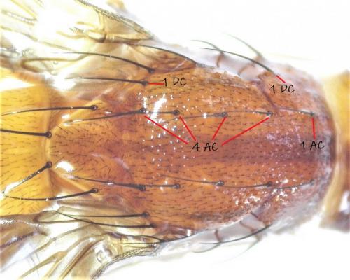 Suillia affinis
